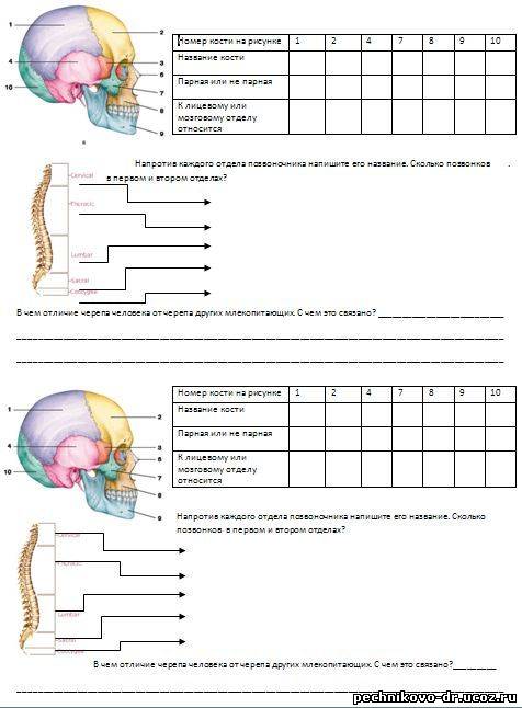 Биология кроссворд кости скелета 8 класс